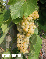Local Traminette Young Wine sold per gallon (PICK UP ONLY)