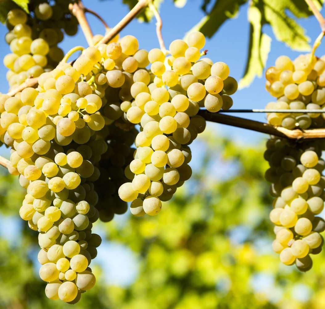 Viognier grapes on the vine
