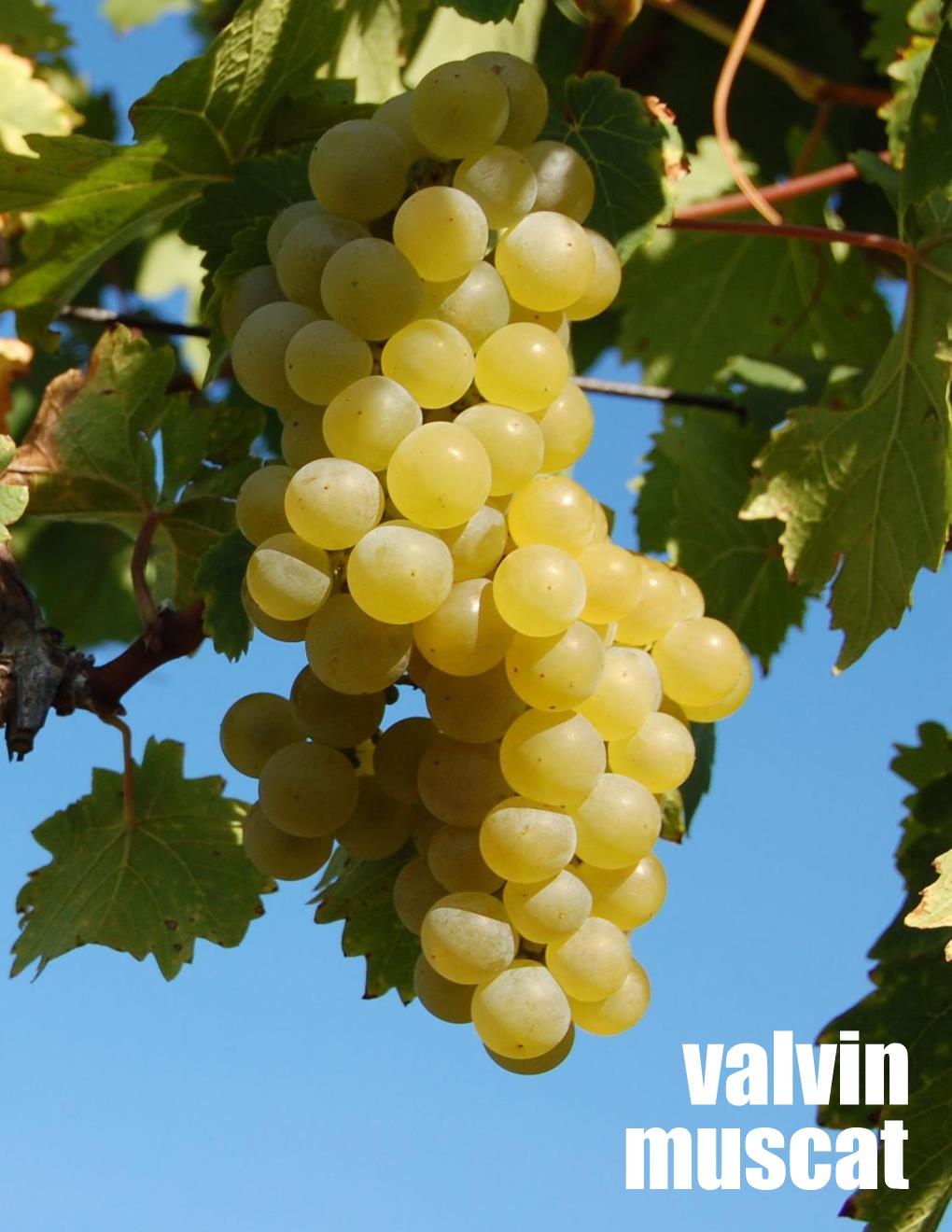 Local Valvin Muscat Young Wine sold per gallon (PICK UP ONLY)