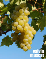 Local Valvin Muscat Young Wine sold per gallon (PICK UP ONLY)