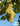 Local Valvin Muscat Young Wine sold per gallon (PICK UP ONLY)