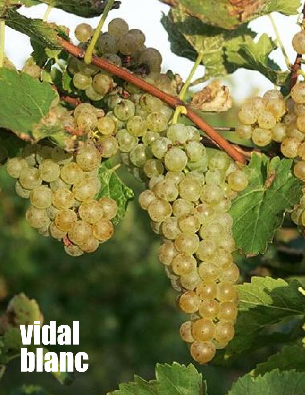 Local Vidal Fresh Juice sold per gallon (PICK UP ONLY)