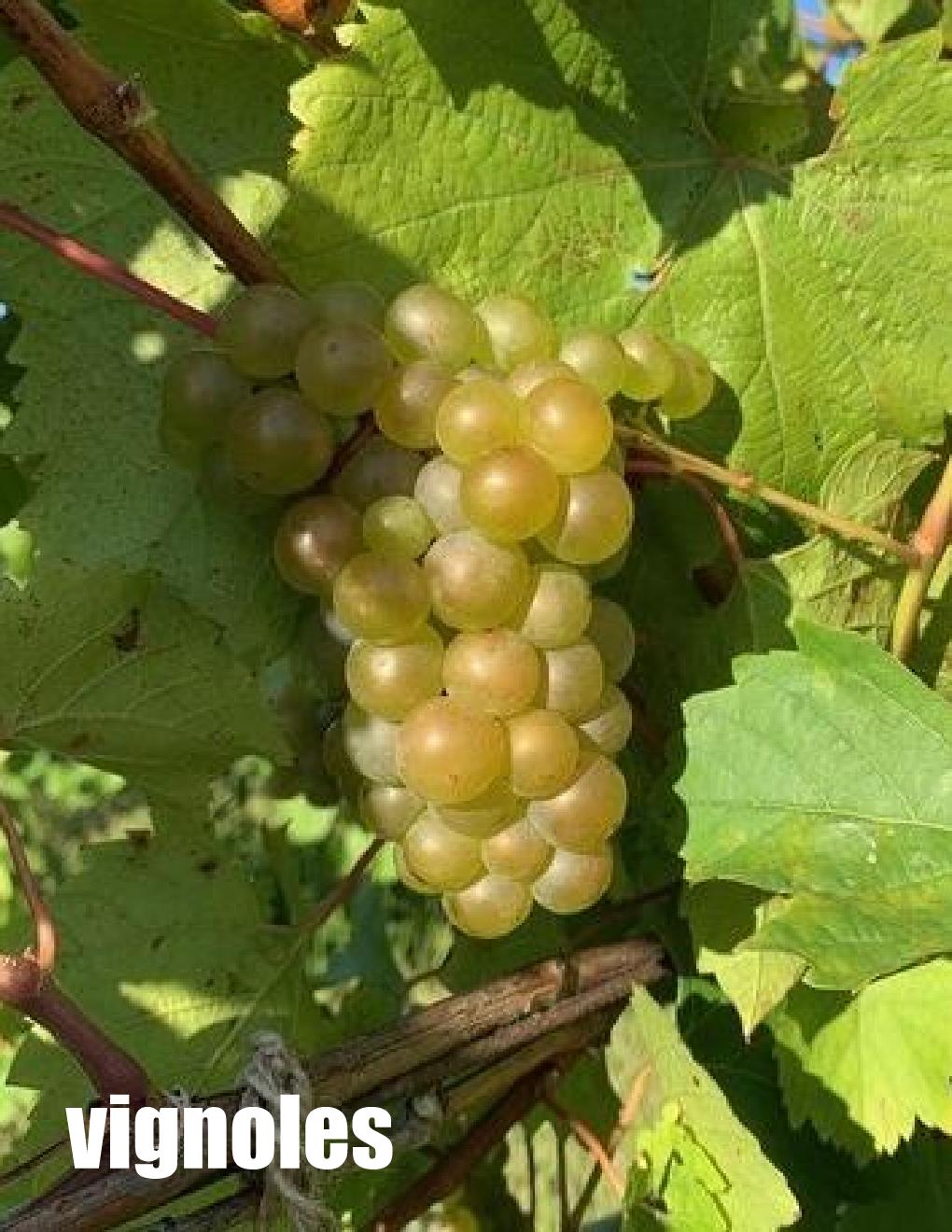 Local Vignoles Young Wine sold per gallon (PICK UP ONLY)