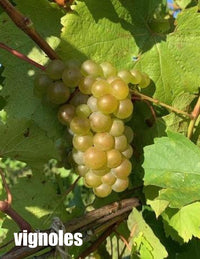 Local Vignoles Young Wine sold per gallon (PICK UP ONLY)