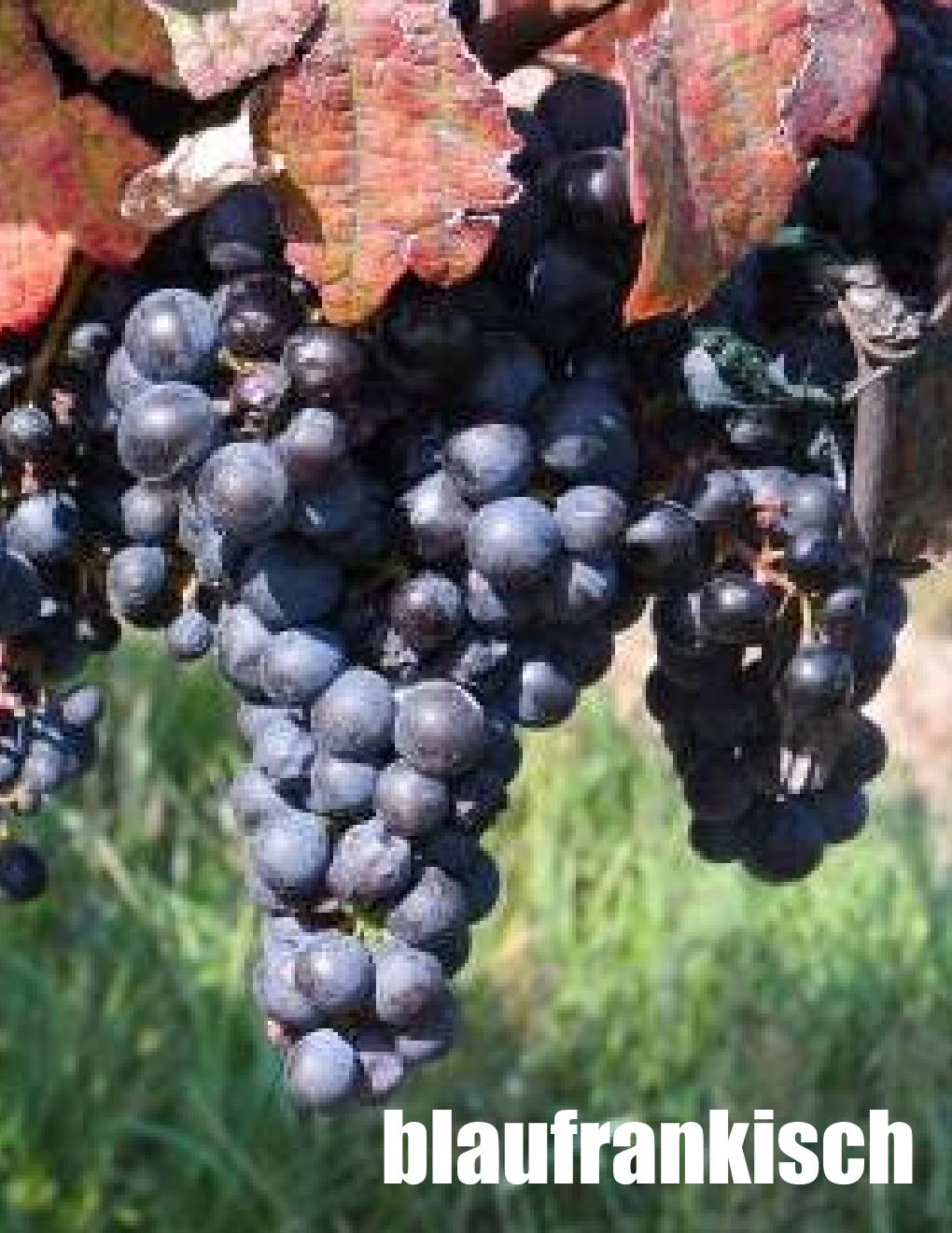Local Blaufrankisch Young Wine sold per gallon (PICK UP ONLY)