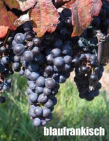 Local Blaufrankisch Young Wine sold per gallon (PICK UP ONLY)