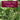 Presque Isle Wine Cellars Young Wine product icon