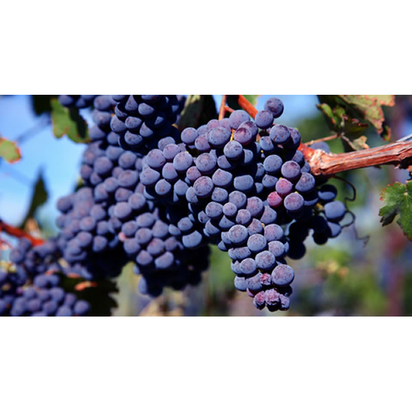 GRAPE SOURCING MAP  Pail Shop Vineyards