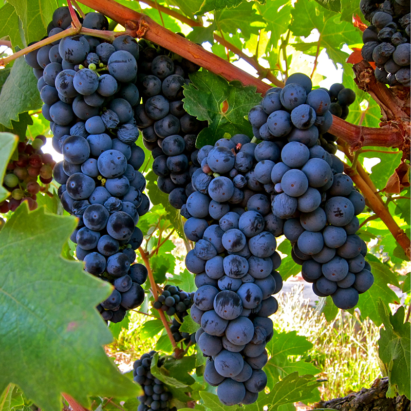 Fresh Grape Juice and Grapes for Home and Commercial Winemaking- PA, NY, OH