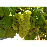 Fresh Grape Juice and Grapes for Home and Commercial Winemaking- PA, NY, OH