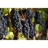 Fresh Grape Juice and Grapes for Home and Commercial Winemaking- PA, NY, OH