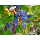 Fresh Grape Juice and Grapes for Home and Commercial Winemaking- PA, NY, OH