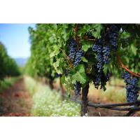 Grapes and Juices for Winemaking at Presque Isle Wine Cellars: Cabernet Sauvignon