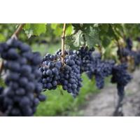 Fresh Grape Juice and Grapes for Home and Commercial Winemaking- PA, NY, OH