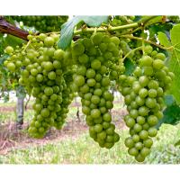 Fresh Grape Juice and Grapes for Home and Commercial Winemaking- PA, NY, OH