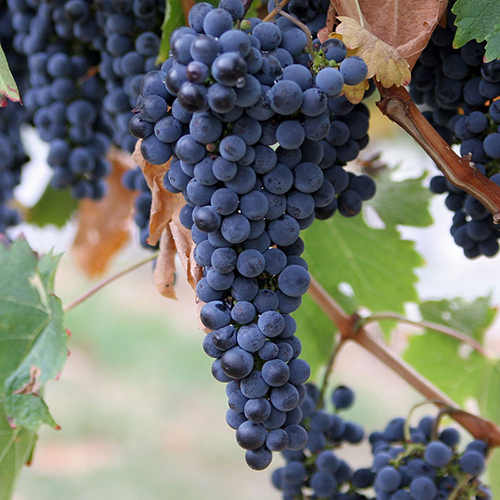 How do you make grape wine?