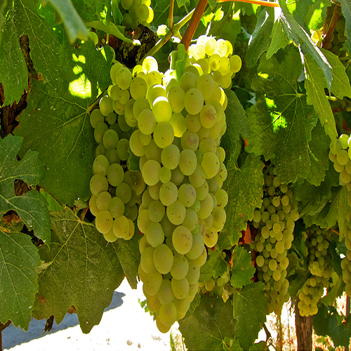 Chardonnay Grapes and Juices for Winemaking