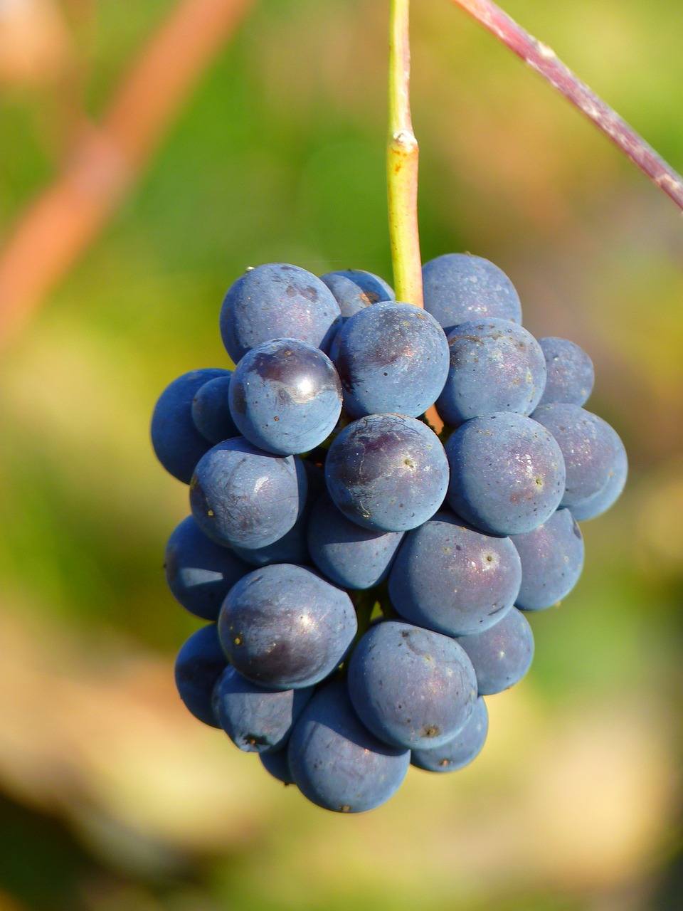 winemaking-grapes.jpg