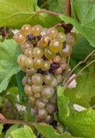 Botrytised Grapes