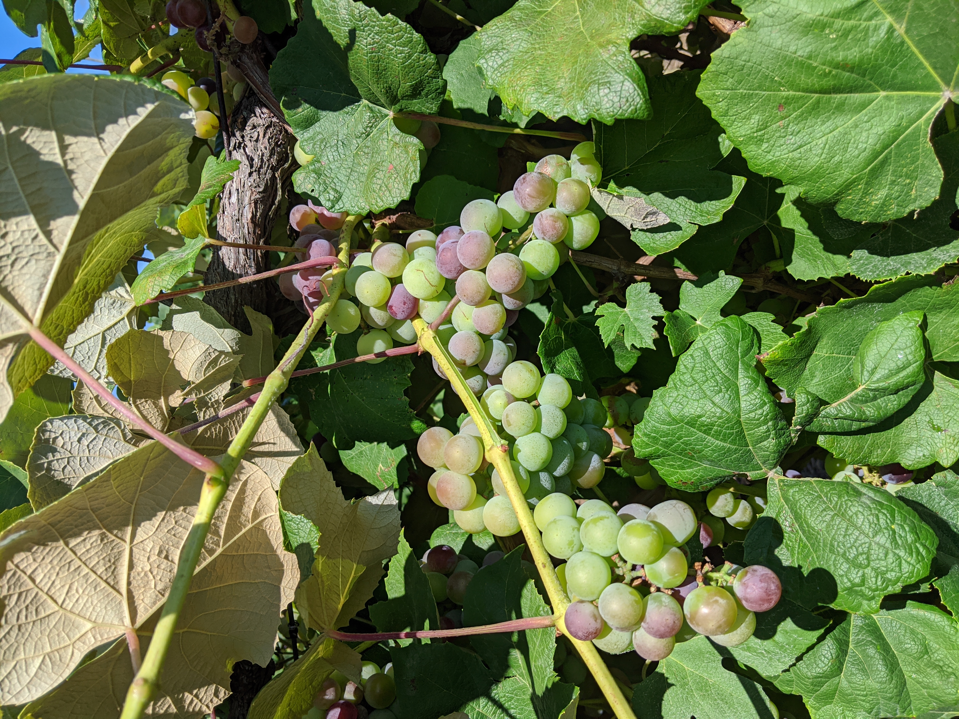 Fredonia Veraison