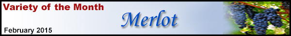 merlot-variety-banner.jpg