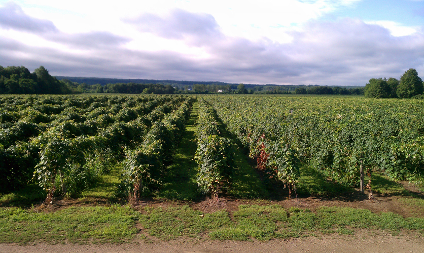 Presque Isle Wine Cellars Lake Erie Region Vineyards