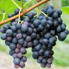 concord-grapes